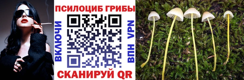 kraken вход  где найти наркотики  Опочка  Галлюциногенные грибы Psilocybe 
